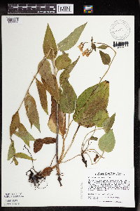 Image Associated With the Occurrence