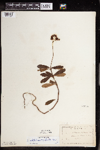 Chimaphila umbellata image