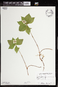 Cornus canadensis image