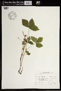 Rubus pubescens image