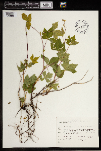 Rubus pubescens image