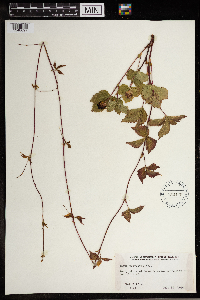Rubus pubescens image