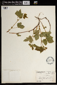 Rubus pubescens image