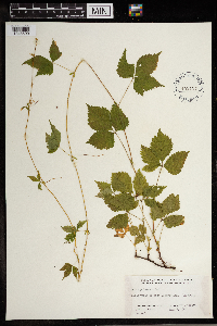 Rubus pubescens image