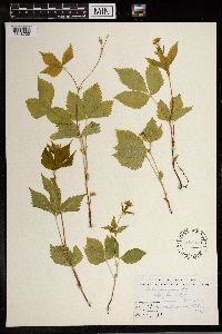 Rubus pubescens image
