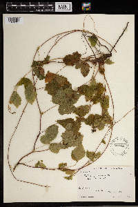 Rubus pubescens image