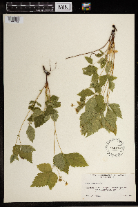 Rubus pubescens image