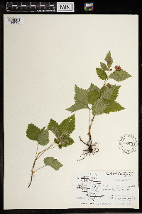 Rubus pubescens image