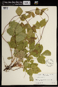 Rubus pubescens image