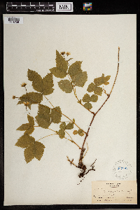 Rubus pubescens image