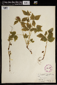 Rubus pubescens image