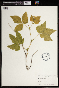 Image Associated With the Occurrence