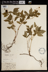 Image Associated With the Occurrence