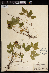 Image Associated With the Occurrence