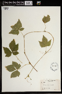 Image Associated With the Occurrence