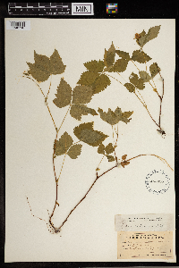 Image Associated With the Occurrence