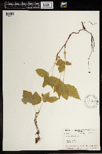 Image Associated With the Occurrence