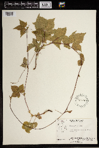 Image Associated With the Occurrence