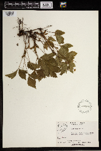 Image Associated With the Occurrence