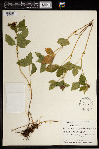 Image Associated With the Occurrence