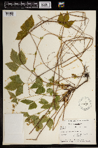 Image Associated With the Occurrence