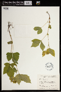 Image Associated With the Occurrence