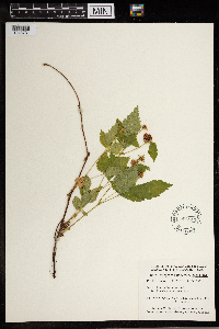 Image Associated With the Occurrence