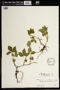 Image Associated With the Occurrence