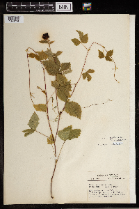 Image Associated With the Occurrence