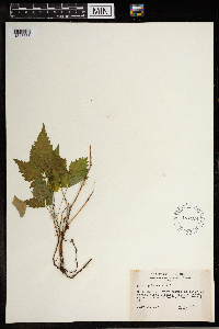 Image Associated With the Occurrence