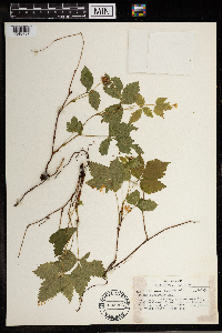 Image Associated With the Occurrence