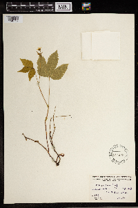 Image Associated With the Occurrence