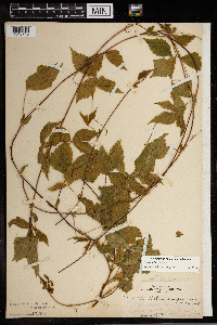 Image Associated With the Occurrence