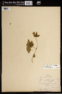 Image Associated With the Occurrence