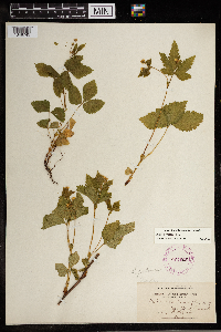 Image Associated With the Occurrence