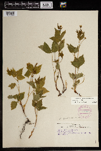 Image Associated With the Occurrence