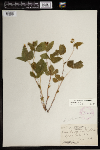 Image Associated With the Occurrence