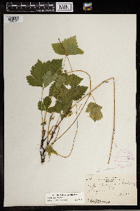 Image Associated With the Occurrence