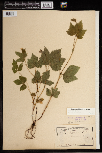 Image Associated With the Occurrence