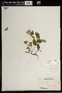 Image Associated With the Occurrence