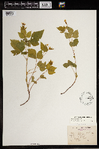 Image Associated With the Occurrence