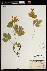 Image Associated With the Occurrence