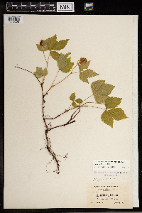 Image Associated With the Occurrence