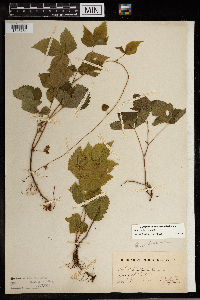 Image Associated With the Occurrence