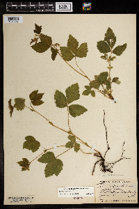 Image Associated With the Occurrence