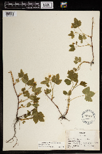 Image Associated With the Occurrence