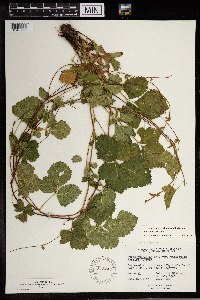 Image Associated With the Occurrence