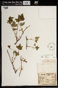 Image Associated With the Occurrence