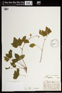 Image Associated With the Occurrence