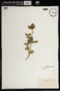 Image Associated With the Occurrence